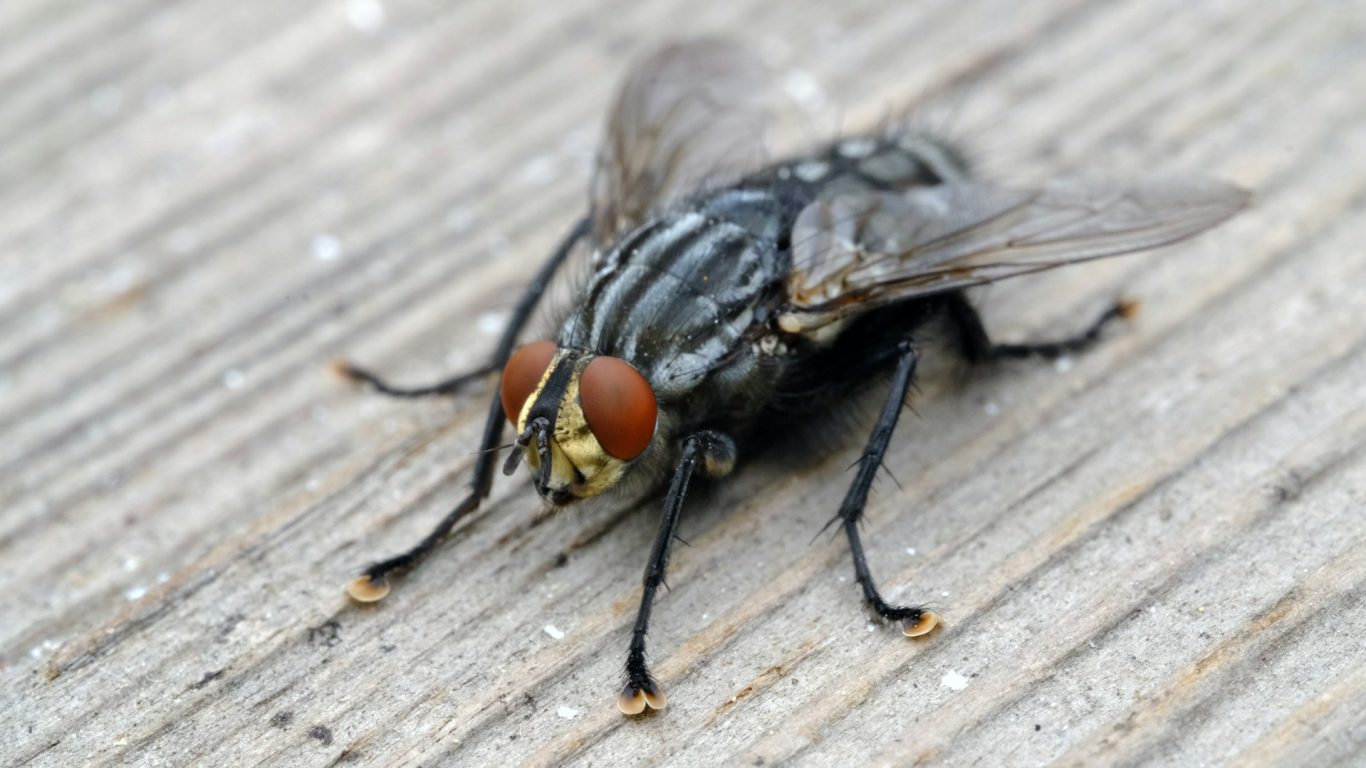 Insectes Nuisibles Insectes Nuisibles