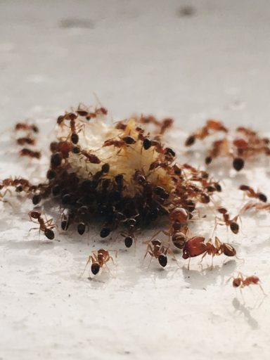 Fourmis